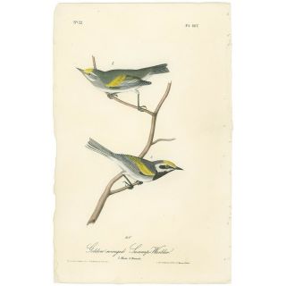 Audubon Octavo 1st Ed 1840 Hand - Colored Litho Pl 107 Golden - Wing Swamp Warbler