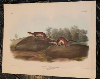 John James Audubon/original Imperial Quadruped,  Little American Brown Weasel