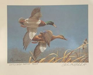 1980 - 1981 Federal Duck Stamp Print 247 By Richard W.  Plasschaert
