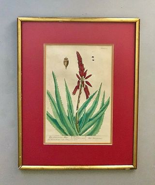 1757 Elizabeth Blackwell Hand Colored Engraving Botanical Print Aloe