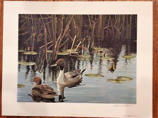 Robert Bateman Spring Marsh Pintail Pair Limited Edition Hand Signed Numbered