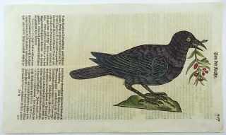 1669 Crow Ornithology - Conrad Gesner Folio - Woodcut Handcolored