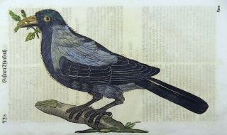 1669 Cornix Crow - Conrad Gesner Folio - Woodcut Handcolored