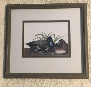 John James Audubon Birds Of America “scaup Duck” Print Framed Art