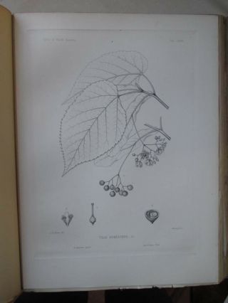 Vintage Print,  Plate 26,  Linden,  Silva,  Trees,  1st Ed,  C1900