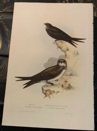 John Gould Swift And White Bellied Swift Birds Of Europe.  Lithograph 1832 - 37