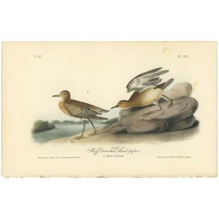 Audubon Octavo 1st Ed 1840 Hand - Colored Lithograph Pl 331 Buffed Sand - Piper