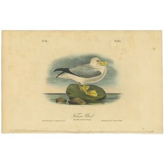 Audubon Octavo 1st Ed 1840 Hand - Colored Lithograph Pl 455 Fulmar Petrel