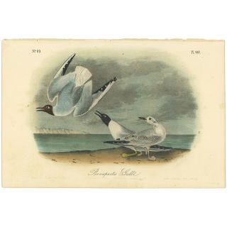 Audubon Octavo 1st Ed 1840 Hand - Colored Lithograph Pl 442 Bonapartes Gull