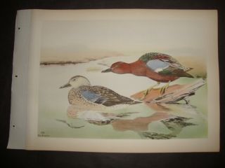 Rex Brasher Hand Colored Folio Bird Print 1930: Cinnamon Teal.  141