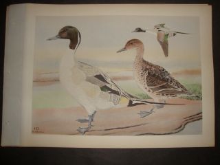 Rex Brasher Hand Colored Folio Bird Print 1930: Pintail 143
