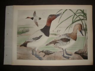 Rex Brasher Hand Colored Folio Bird Print 1930: Canvasback.  147