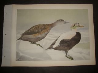 Rex Brasher Hand Colored Folio Bird Print 1930: Spectacled Eider.  158