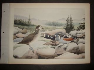 Rex Brasher Hand Colored Folio Bird Print 1930: Harlequin Duck.  155