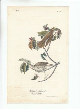 Rare 1st Ed Audubon Birds Of America 8vo Print 1840: Wood Thrush.  144