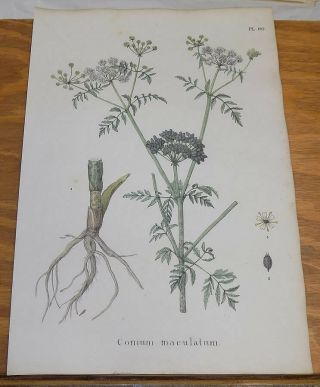 1834 Medicinal Plant Color Print///poison Hemlock,  Or Conium Maculatum