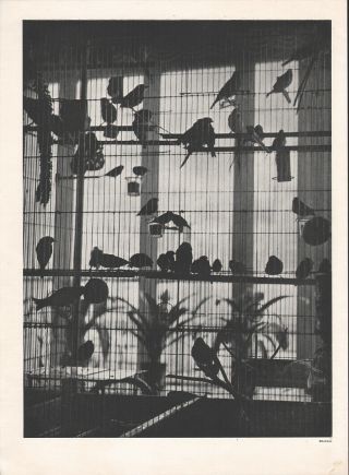 Brassai - Psychology Of Art Heliogravure From Verve 1937 - Henri Matisse