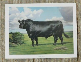 Vtg Aberdeen - Angus Bull Print By F C Murphy Am Angus Assoc