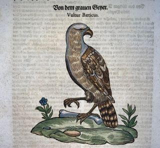 1669 Vulture - Conrad Gesner Folio - With Woodcut Hand Coloured