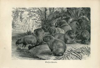1887 Water Pig Capybara Antique Engraving Print A.  Brehm