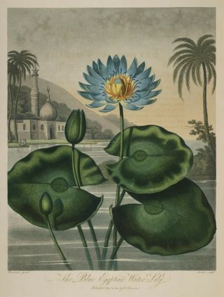 Temple Of Flora : " The Blue Egyptian Water Lily " (1807) — Giclee Fine Art Print