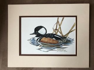 Nancy S.  Pallan - Hooded Merganser Duck Print Signed And Numbered 221/600