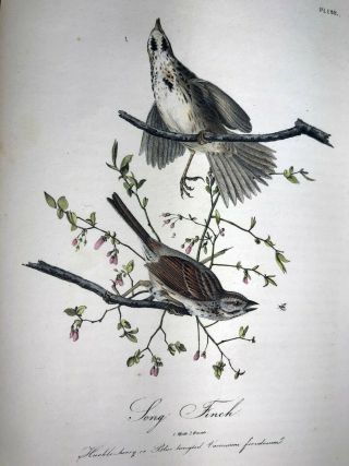 Audubon Octavo 1st Ed Print 