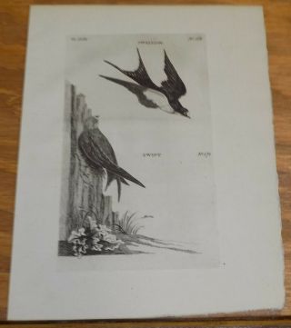 1776 Antique Bird Print///swallow,  And Swift