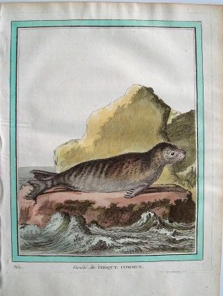 Buffon Antique Hand Colored Engraved Print: Sea Lion: Seal: Paris 1770 - 1786