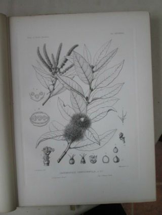 Vintage Print,  Plate 439,  Chinquapin,  Trees,  1st Ed,  C1900,  Silva