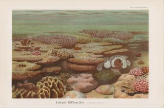 C1890 Marine Sea Tropical Coral Reef Life Fish Antique Print
