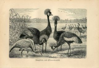 1887 Demoiselle Crane & Grey Crowned Crane Birds Antique Engraving Print Brehm