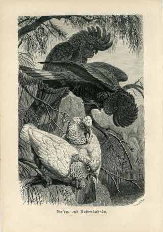 1887 Parrots Black And White Birds Antique Engraving Print A.  Brehm