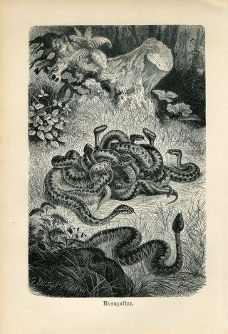 1887 Viper Adder Snakes Antique Engraving Print A.  Brehm