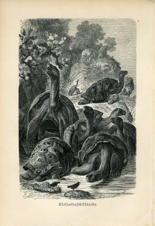 1887 Galapagos Giant Tortoise Antique Engraving Print A.  Brehm