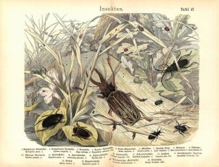 1868 Sabertooth Longhorn Beetle Ladybug Diamond Beetle Hand Col.  Folio Print Kolb