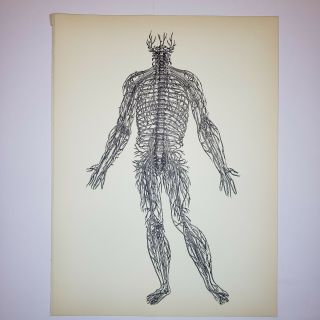 1950 Vintage Andreas Vesalius Print - Delineation Of The Spinal Nerves - Anatomy