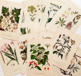 Botanical Illustrated Medicinal Plants Flowers Book Pages Ephemera 10 Sheets