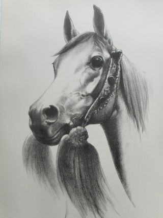1960 C.  W.  Anderson Horse Lithograph Print Harper " The Arabian "