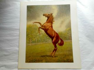 1970 C.  W.  Anderson Horse Lithograph Print Harper " Man O 