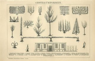 1895 Garden Fruit Tree Forms Plants Antique Engraving Print