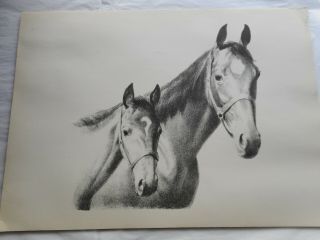 1960 C.  W.  Anderson Horse Lithograph Print Harper " Heredity " Mare & Foal