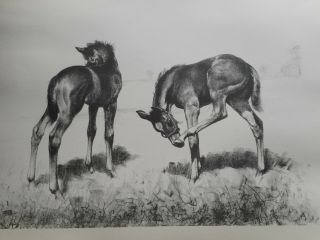 1960 C.  W.  Anderson Horse Lithograph Print Harper " Fly Time " Foals