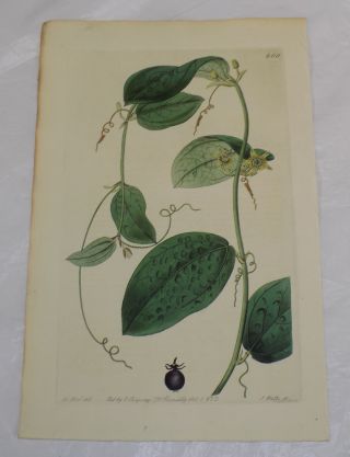 1822 Color Floral Print By Curtis/plumier’s Passion - Flower,  Or,  Passiflora Palli