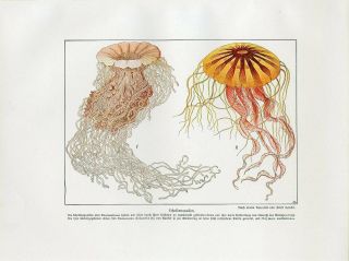 C1900 Ernst Haeckel Jellyfish Medusa Antique Litho Print W.  Bolsche