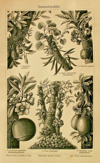 1896 Antique Tropical Plants Fruit Tree Amazon Rainforest Lithograph Print Art