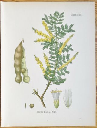 Koehler: Large Chromo Medicinal Plants Acacia Senegal - 1887
