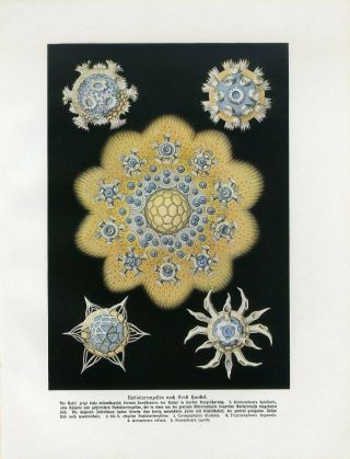 C1900 Ernst Haeckel Radiolaria Coronula Antique Litho Print W.  Bolsche