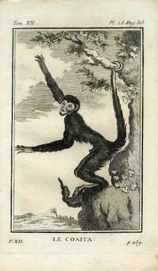 1769 Coaita Or Four Fingered Monkey Antique Copper Plate Engraving Print Buffon