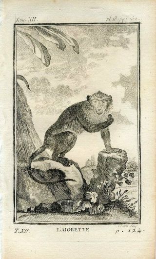 1769 Crab - Eating Macaque Or Egret Monkey Copper Plate Engraving Print Buffon